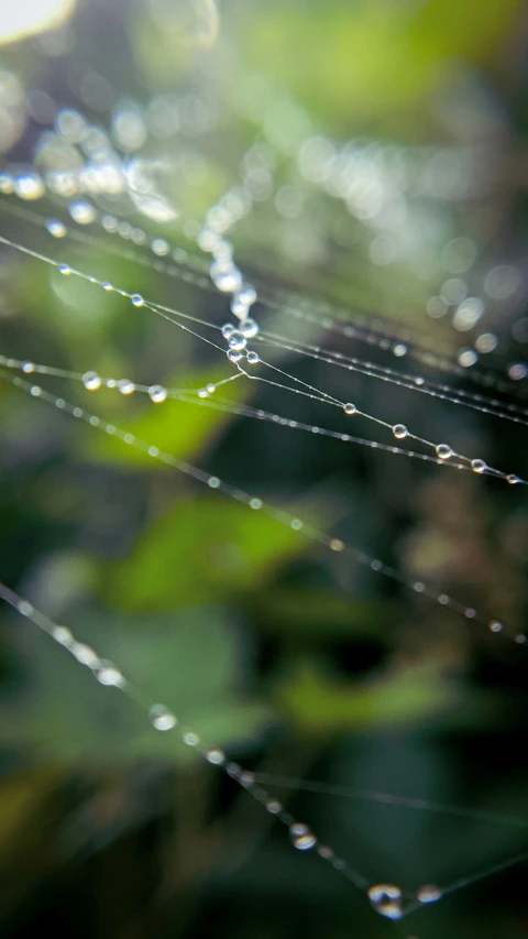 dew covered leaves in front of some blurry grass