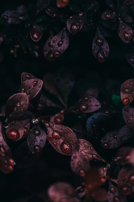 the top of a plant with rain drops on it