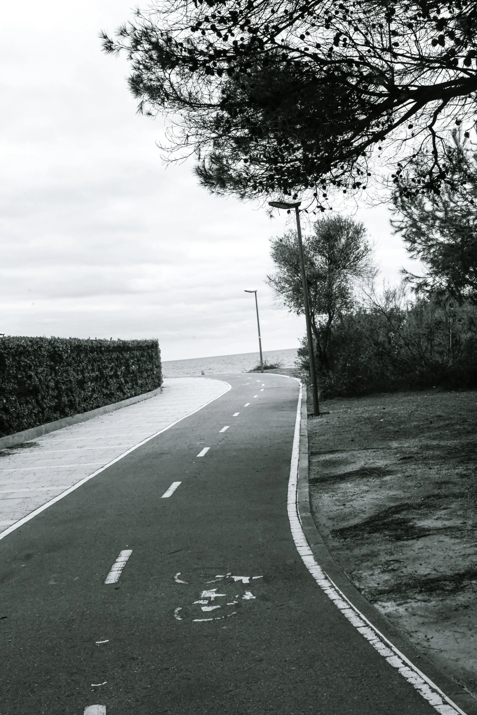 a street next to bushes and trees near the ocean