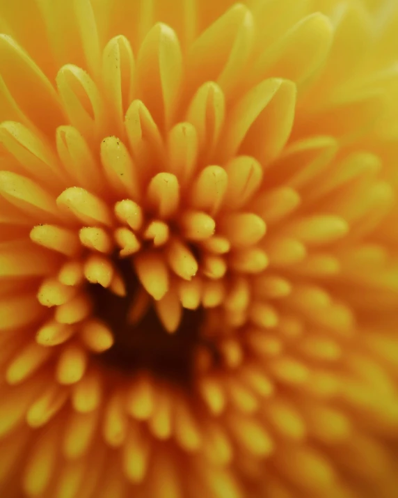 the center of a yellow flower that is close to the ground