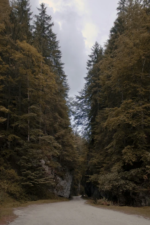 a path leads through the trees on a cloudy day