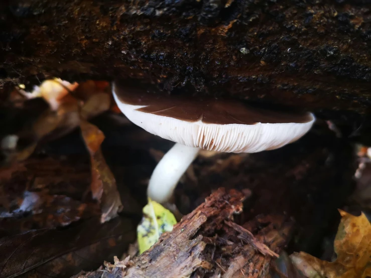 a close up of a white and brown mushroom