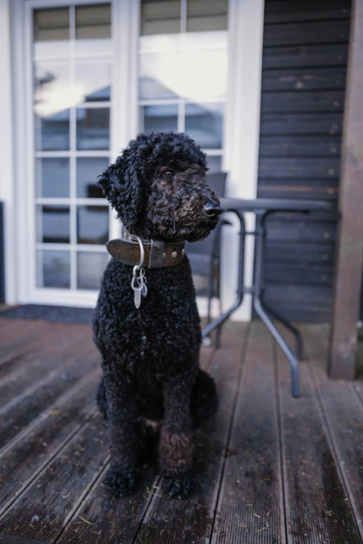 a black dog with a leash and collar sits on the porch outside a door
