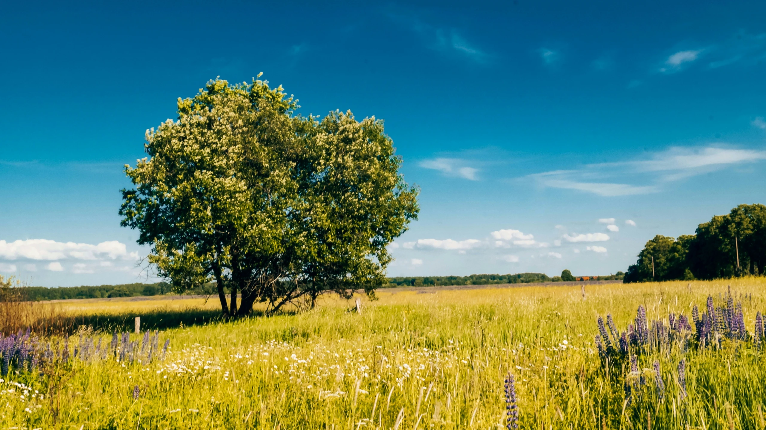 a field with some trees and grass in the distance