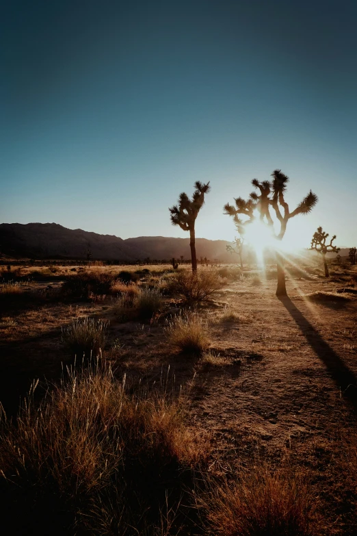 two joshua trees stand out against the sun