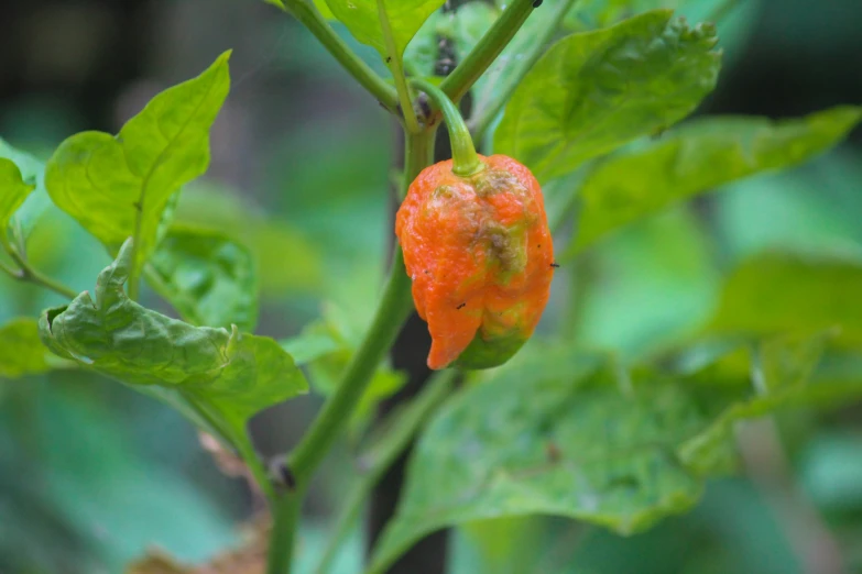 the orange and yellow flower looks to be very ripe