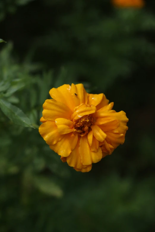 a yellow flower is seen in close up