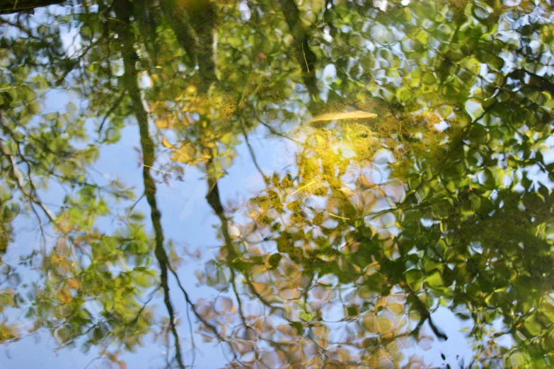 there are green trees and other leaves reflected in the water