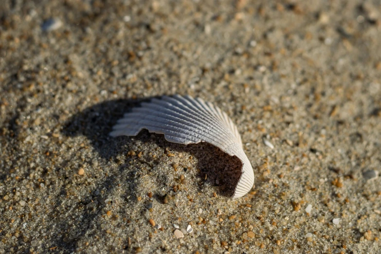 a single shell with its shadow on the sand