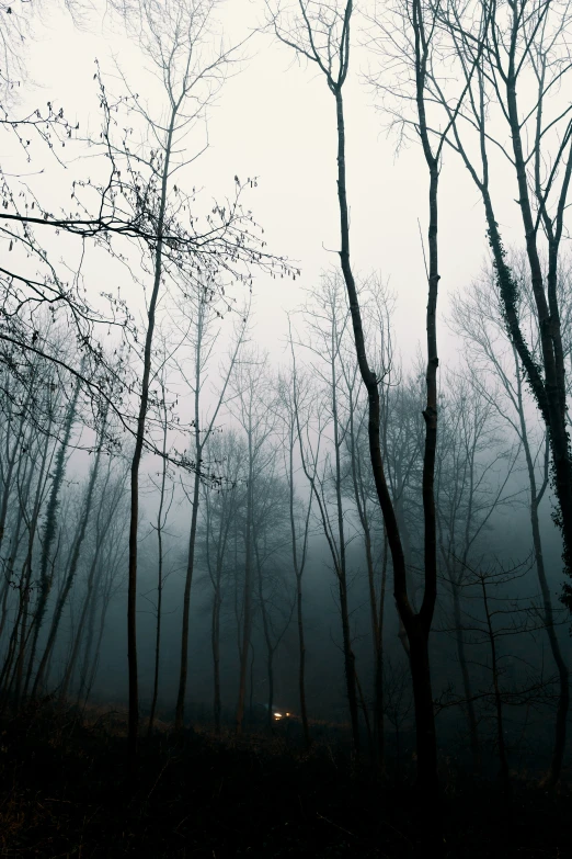 a group of bare trees stand in the fog