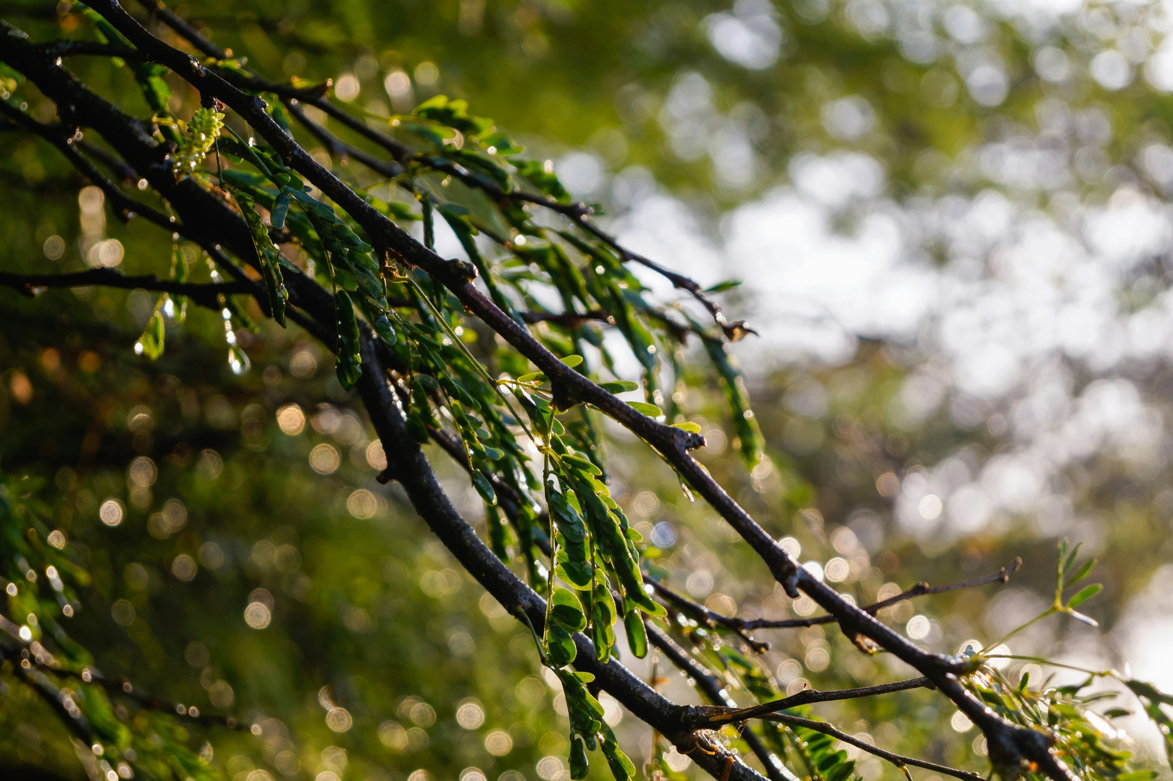 trees leaves and nches in the morning sun