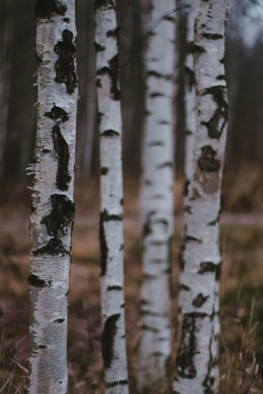 a group of white barked trees sitting next to each other