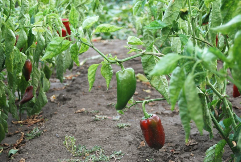 a bunch of  peppers hanging from the vine