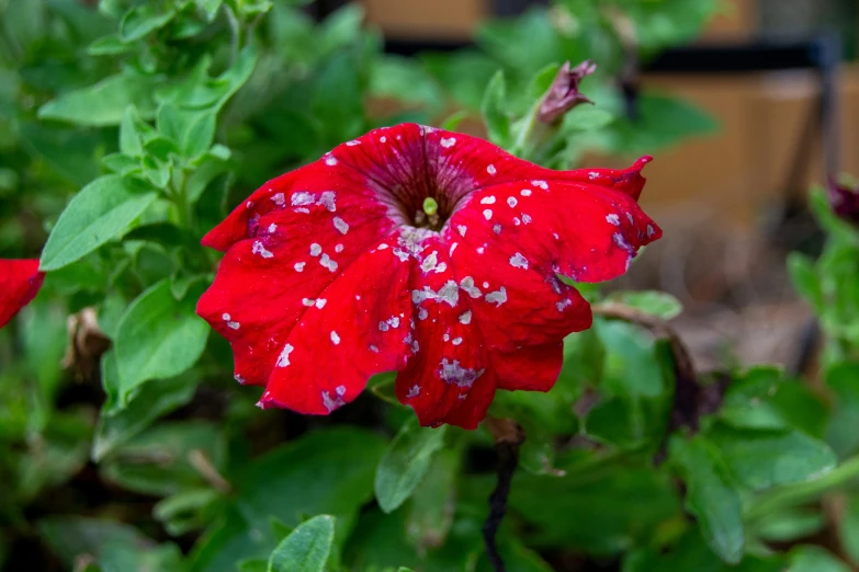 a close up view of a red flower with spots on it