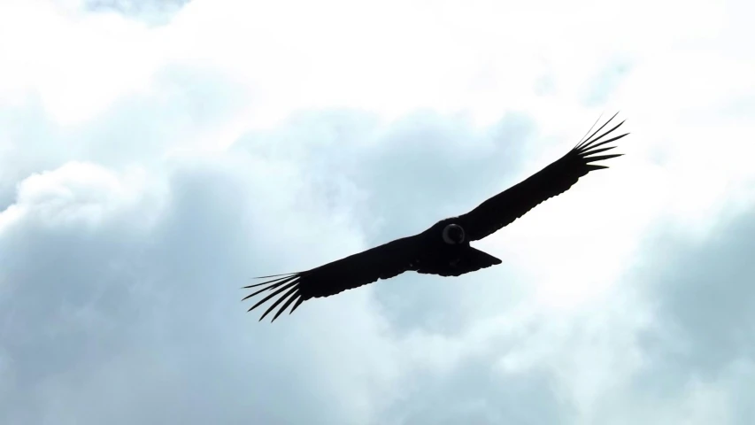 a huge bird flying high in the sky