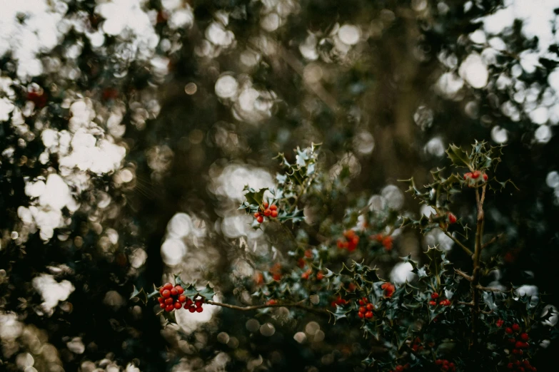 there are many red berries that are on a tree