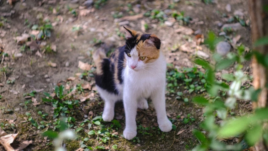 a cat is standing outside with green foliage