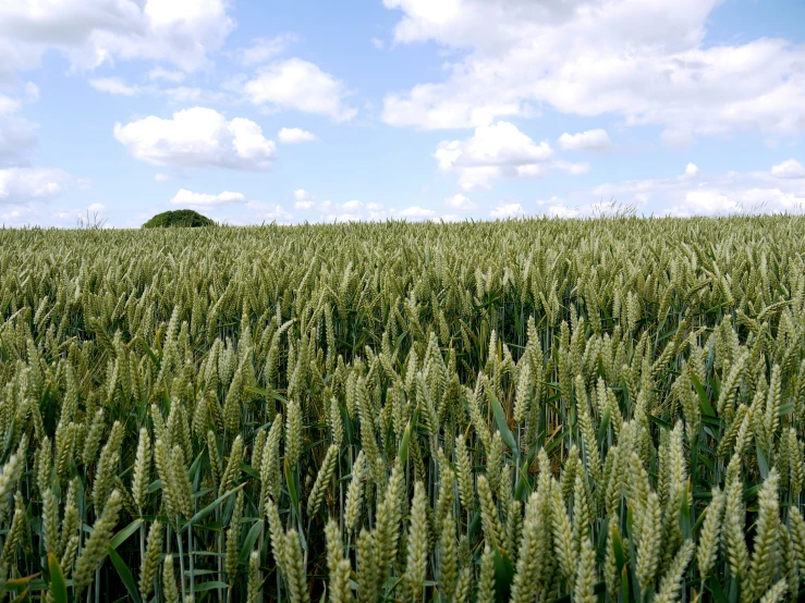 the green grass is growing in the field