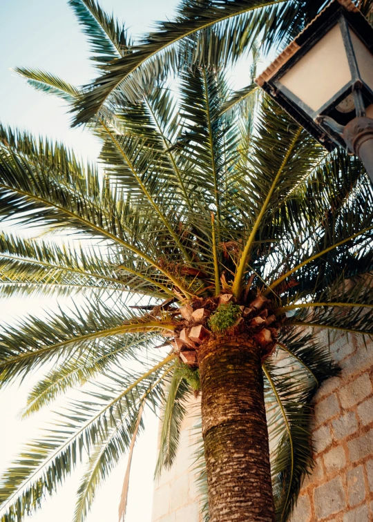 the palm tree is up against the building