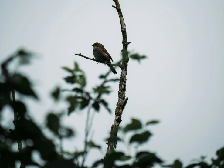 a bird sits on a tree limb, surrounded by leaves