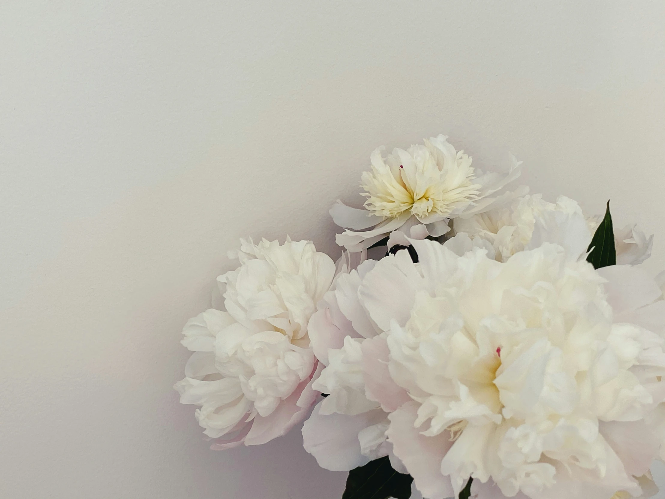 a vase filled with white flowers on top of a table