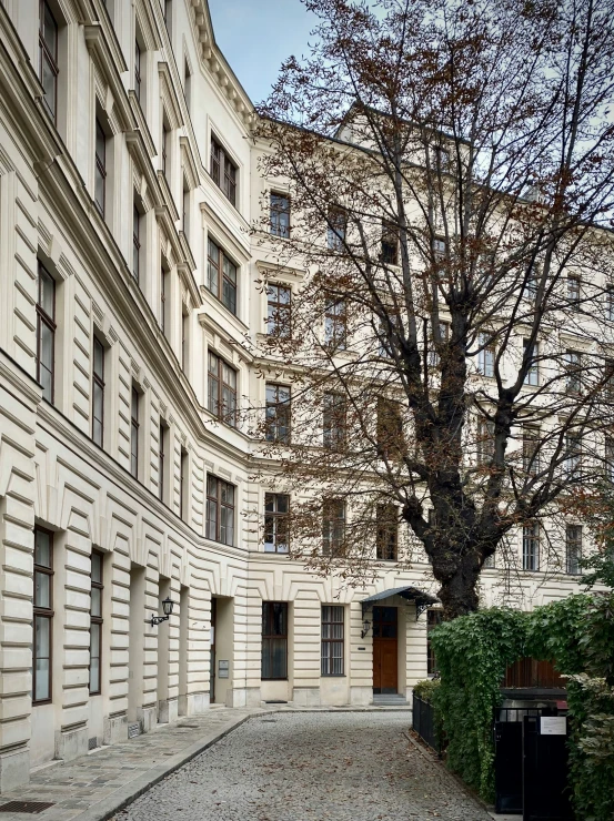 an old tree on a cobblestone street near some buildings