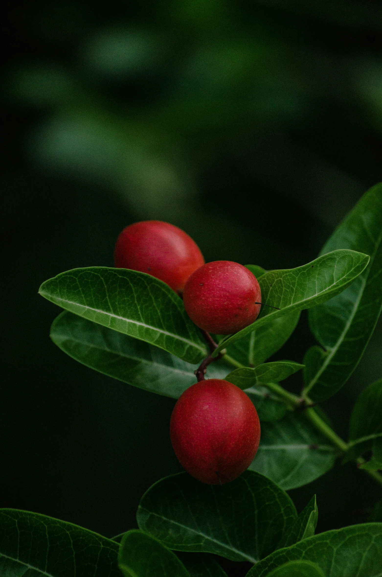 some fruits are growing on the tree nch