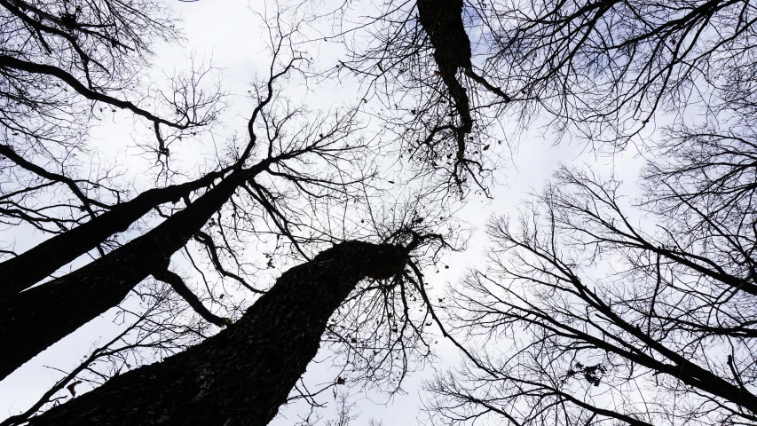 the tall trees are looking up into the sky