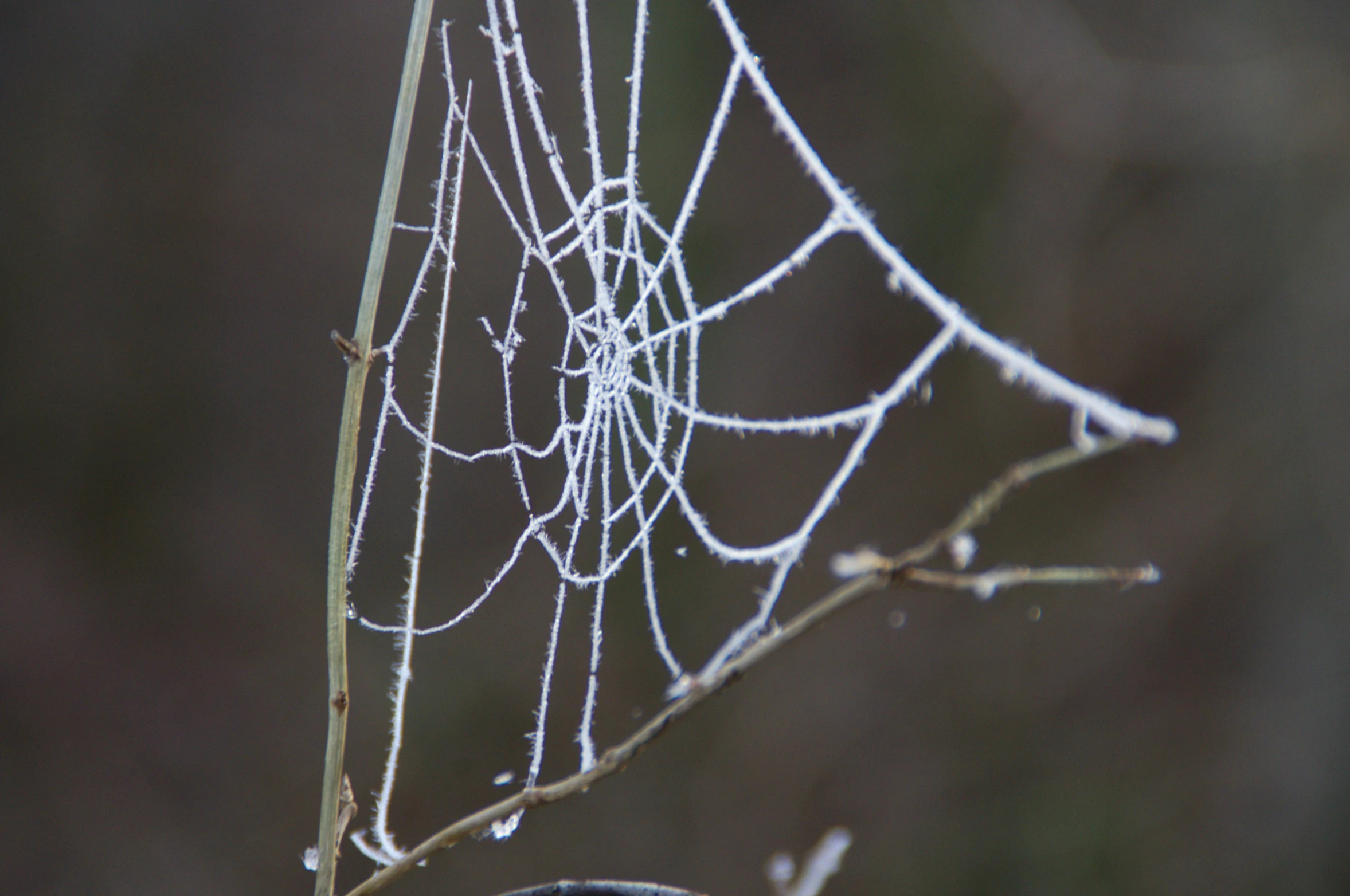 the web is still hanging up all by itself