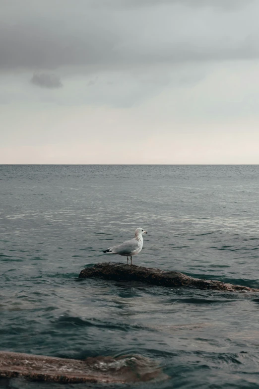 a seagull sits on top of rocks in the middle of the ocean