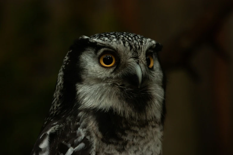 an owl is sitting with a very big bright yellow eye