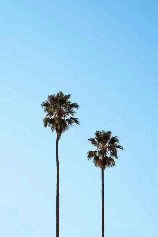 three tall palm trees on the edge of a cliff