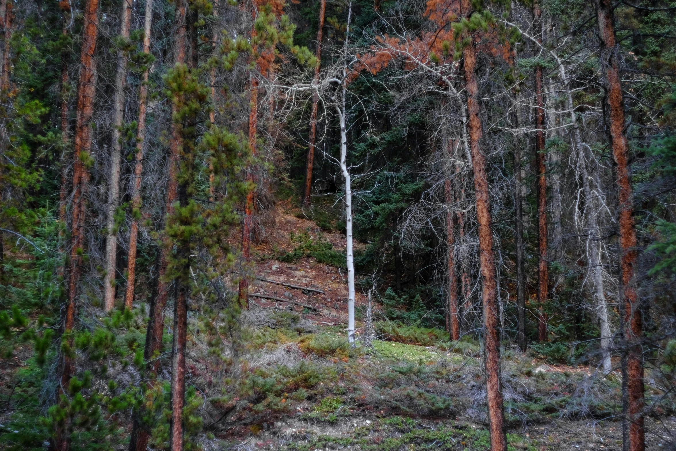 an image of a forest setting with many trees