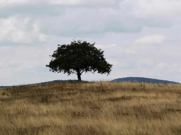 a lone tree sits in the middle of an empty field