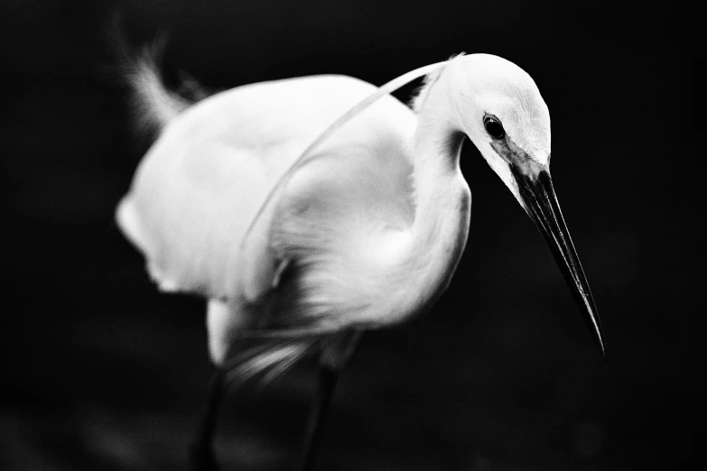 black and white image of a large bird