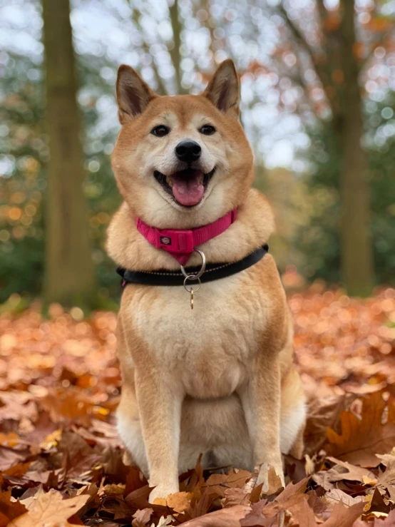 a small dog is sitting in the leaves