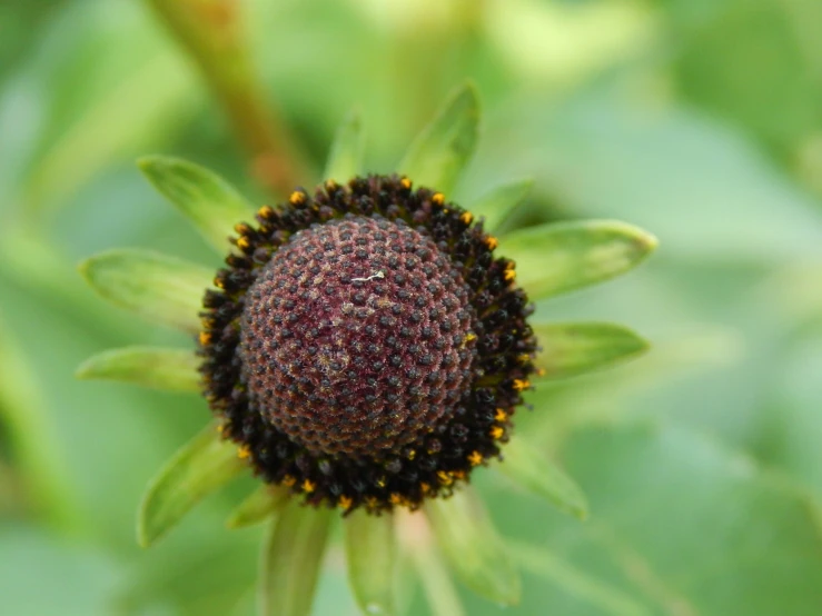 a flower head of some sort with some yellow tips