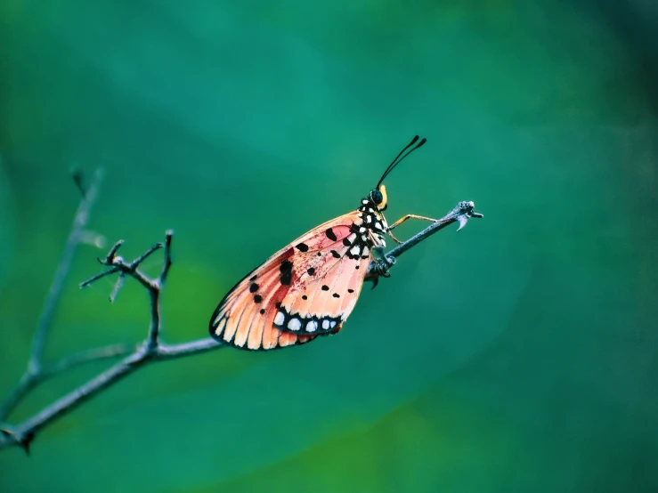 a small erfly is perched on top of a nch