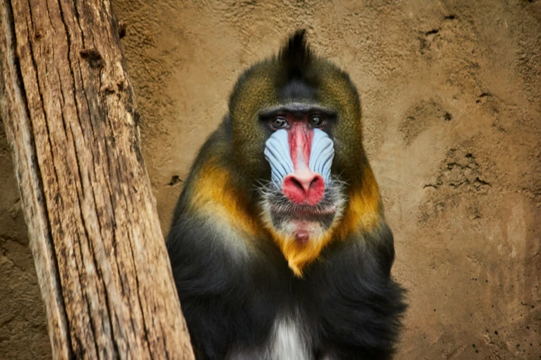 a monkey sticking its tongue out and looking at soing