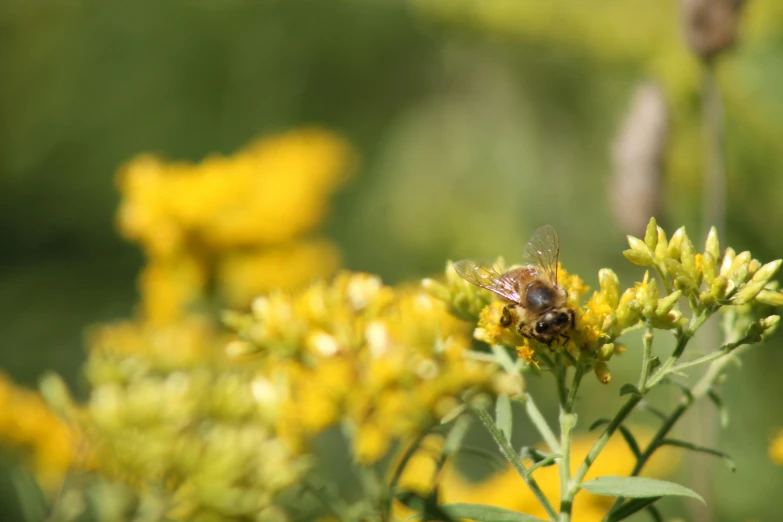 the honeybee is pollsues in the center of the yellow flowers