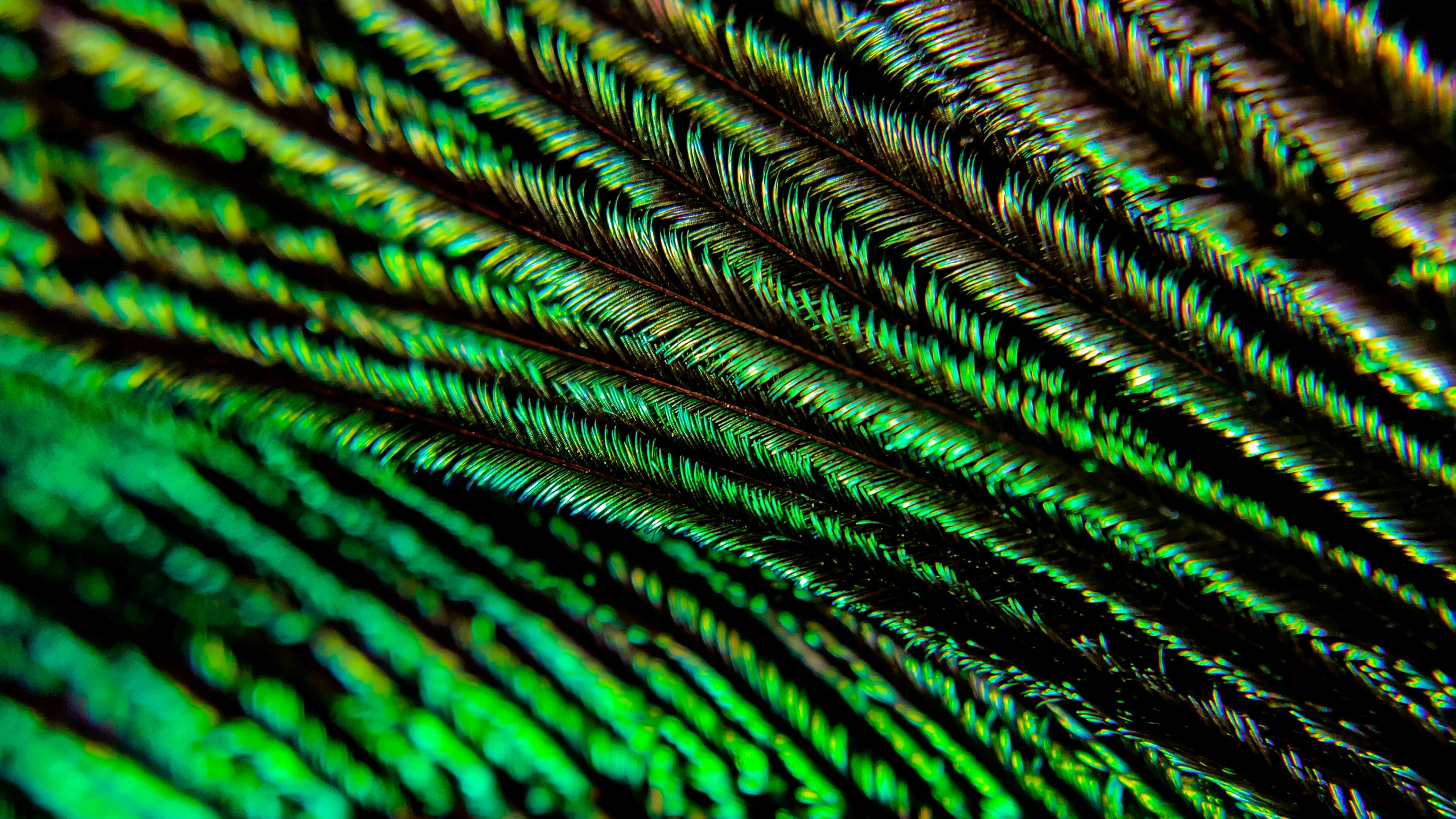 close up image of the patterns on the feathers