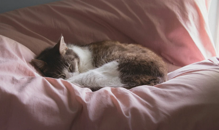 a cat that is laying down on some kind of blanket