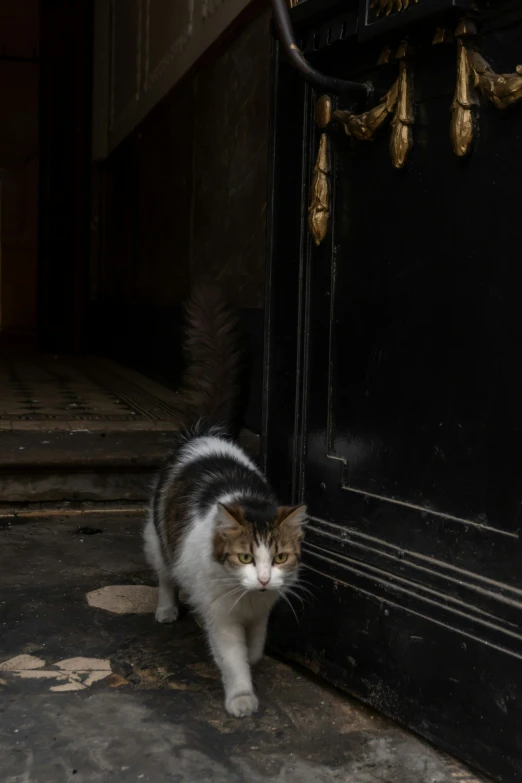 a cat is looking up at soing in its mouth