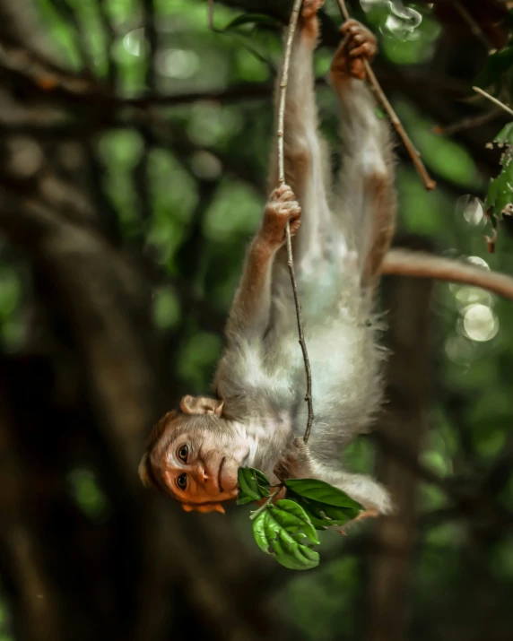 a very cute monkey hanging on a tree