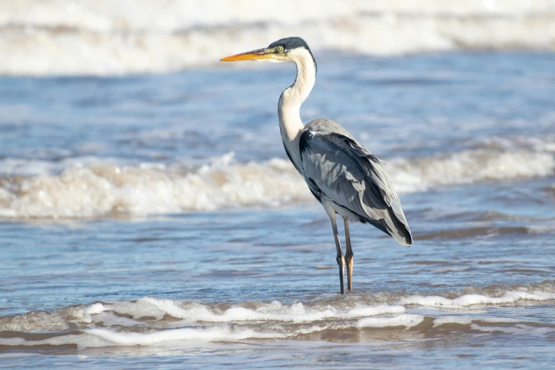 a black and white bird stands in the ocean water