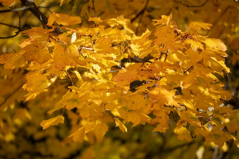 the leaves in the tree have bright yellow and orange