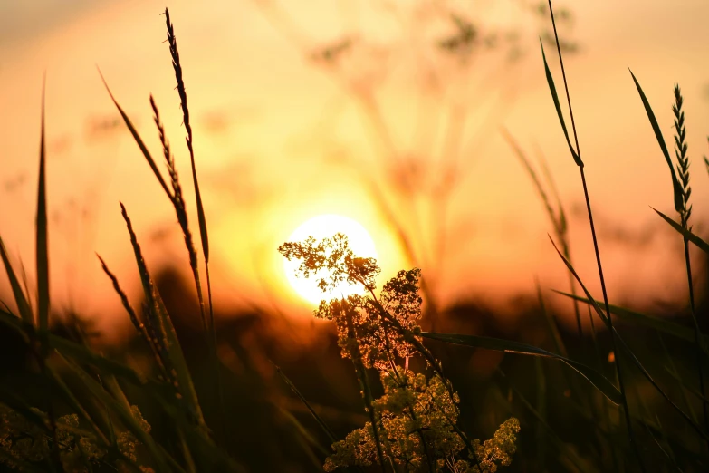 a sunset through some tall grass and other trees