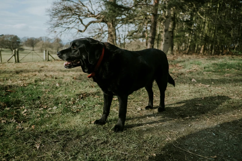 a large dog that is in the grass