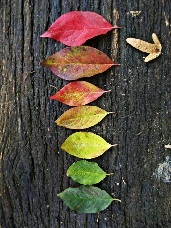 a line of colorful leaves next to a tree