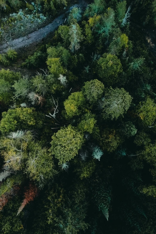 the view of trees from above in the evening